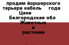 продам йоршерского терьера.кабель.2.5года  › Цена ­ 5 000 - Белгородская обл. Животные и растения » Собаки   